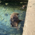 Carcasse di cinghiali in acqua a San Nicandro Garganico. Forse è epidemia di Peste Suina.